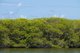 Maldives: A heron sits in the mangroves (mangroves help to protect the islands from all but the biggest waves), Fen Muli Island, Addu Atoll (Seenu Atoll)
